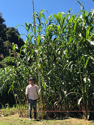 Photo of Sorghum