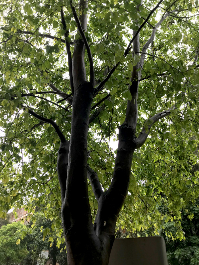 Pongamia pinnata (Trees)