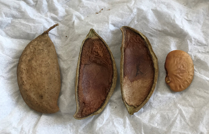 Pongamia pinnata (nuts and seeds)