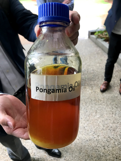 Pongamia pinnata (oil)