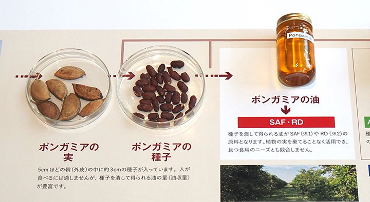 ポンガミアの実・種子・油