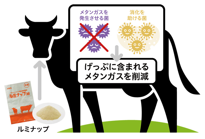 CNSLが主成分の「ルミナップ」と牛の関係