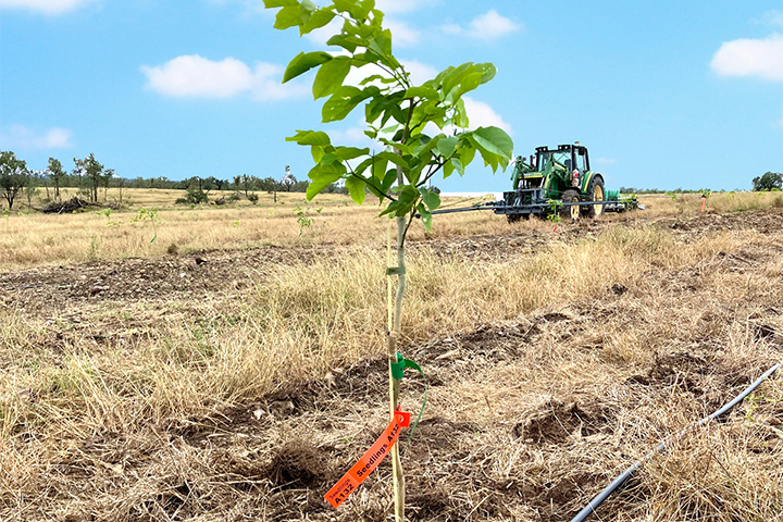 ポンガミアの苗木植え付け
