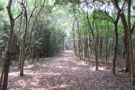 遊歩道で散歩も