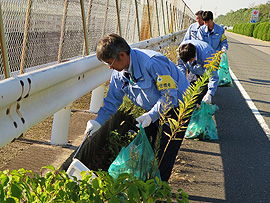 中央分離帯の植垣の中も丹念にゴミ拾い