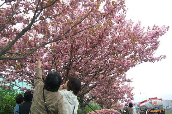 八重桜の並木