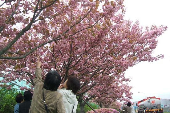 Row of double cherry blossom trees