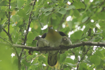 Green pigeon