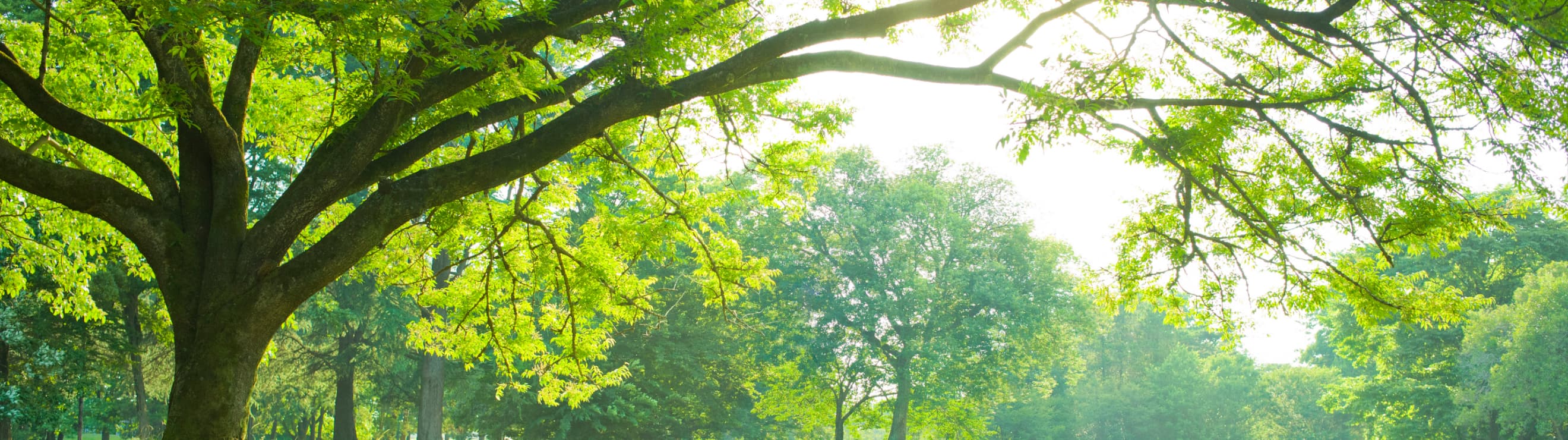 Forest Maintenance in Idemitsu