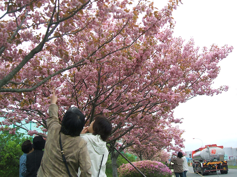 八重桜の並木