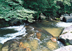 石橋　玲音○