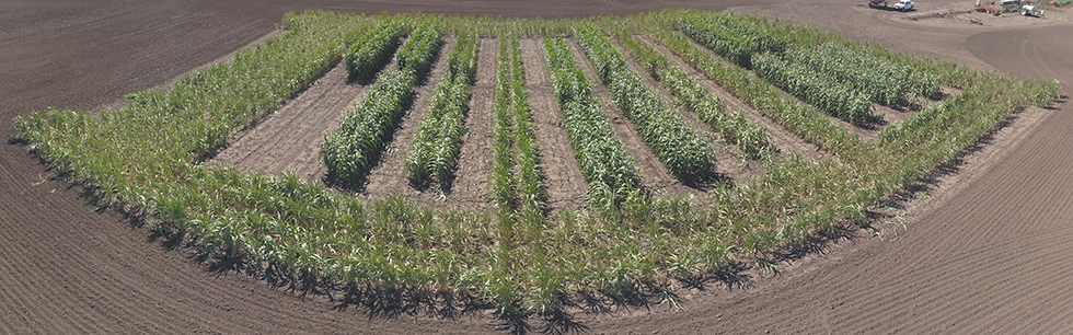 Vegetation test at Ensham Coal Mine Plant species “Sorghum”