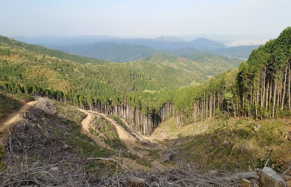 山口県周南市の市有林