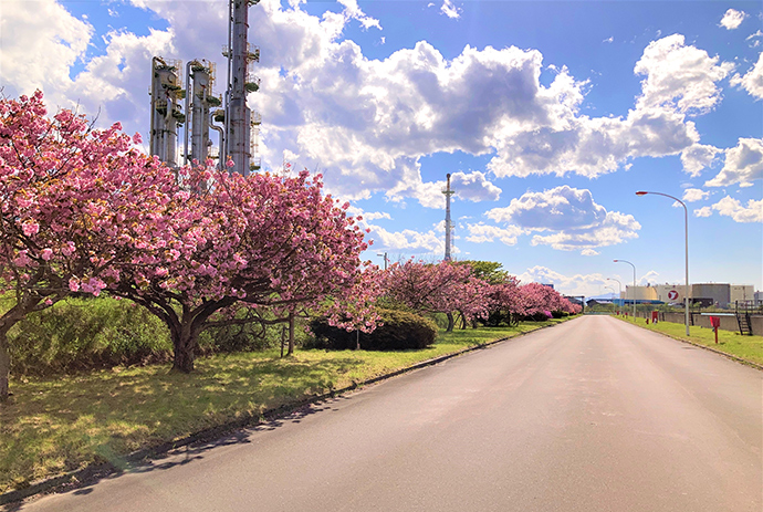 構内道路を彩る桜並木