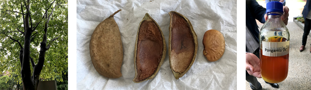 Pongamia (tree, seeds/fruit, oil)