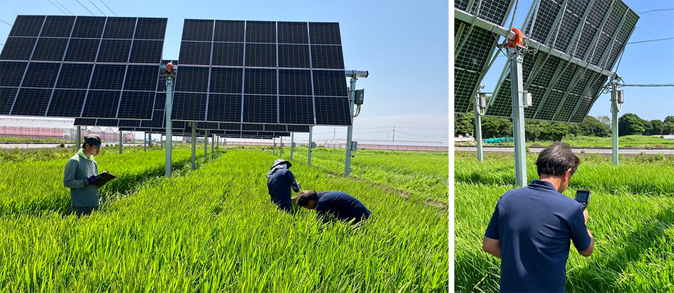 農作物への太陽光照射を優先してパネルが動く次世代営農型太陽光発電設備下部の圃場における評価の様子