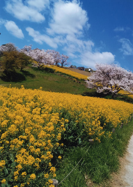 きれいなお花畑