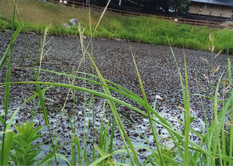 きれいなお花畑