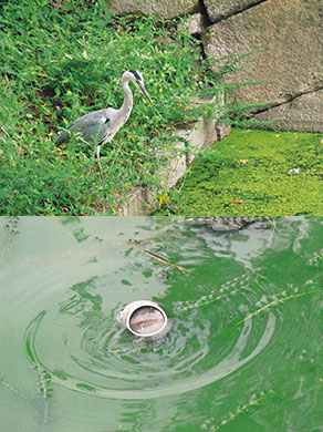 たくさんの生き物を守るために