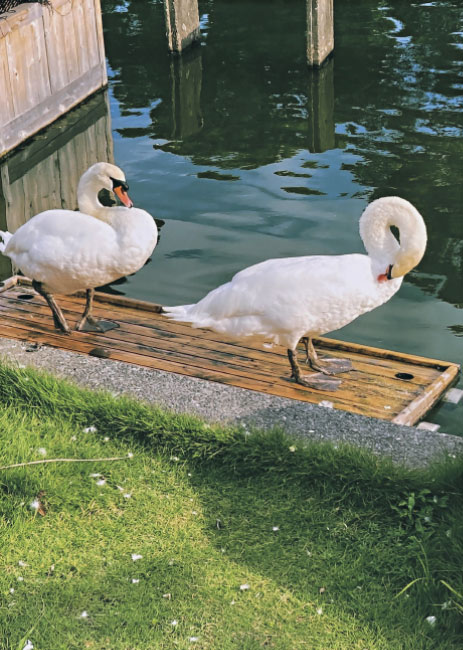 生きものが住みやすい川を