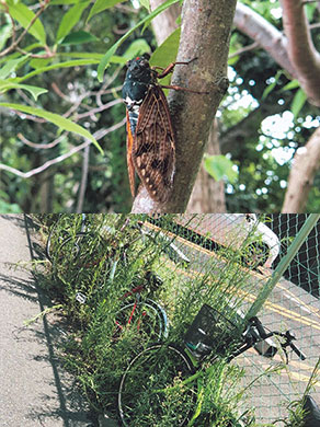 蝉と自転車