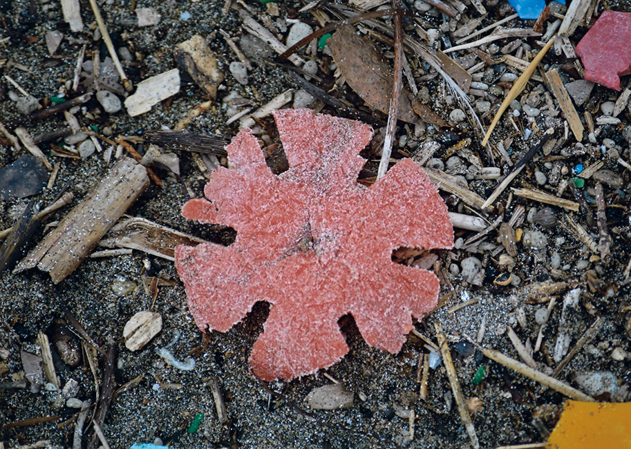 海辺に咲く花