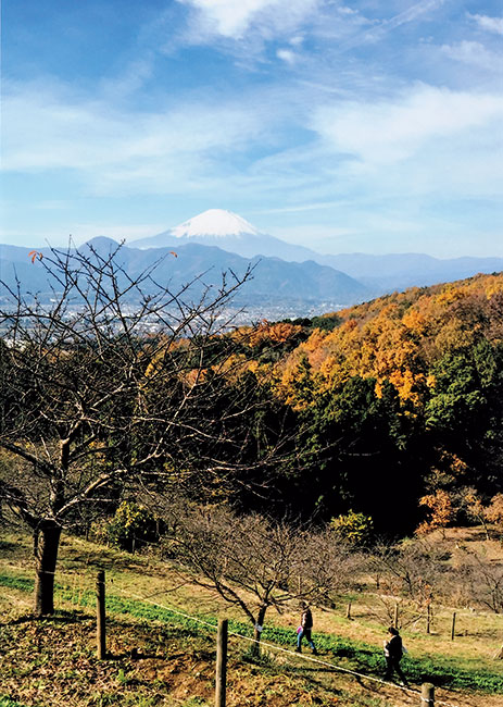 緑の下のコントラスト