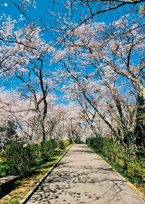 紫雲出山の陰と陽