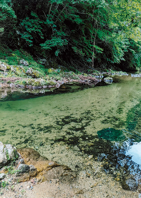 川岸の木