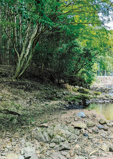 川岸の木