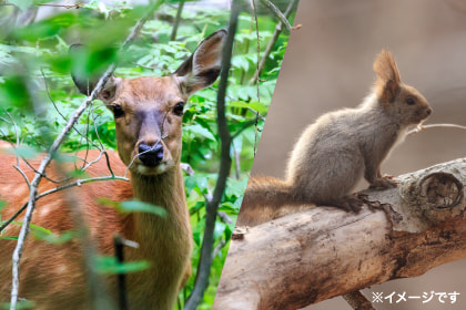 リスや鹿のイメージ画像