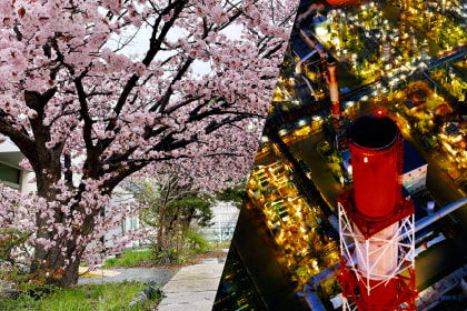 桜並木と夜のプラントが輝く工場夜景の画像