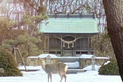 製油所内にある神社の画像
