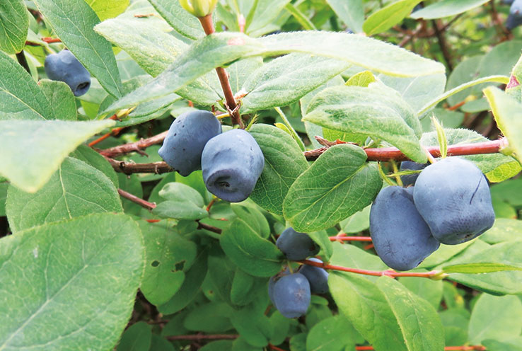 Haskap (Tomakomai native species)