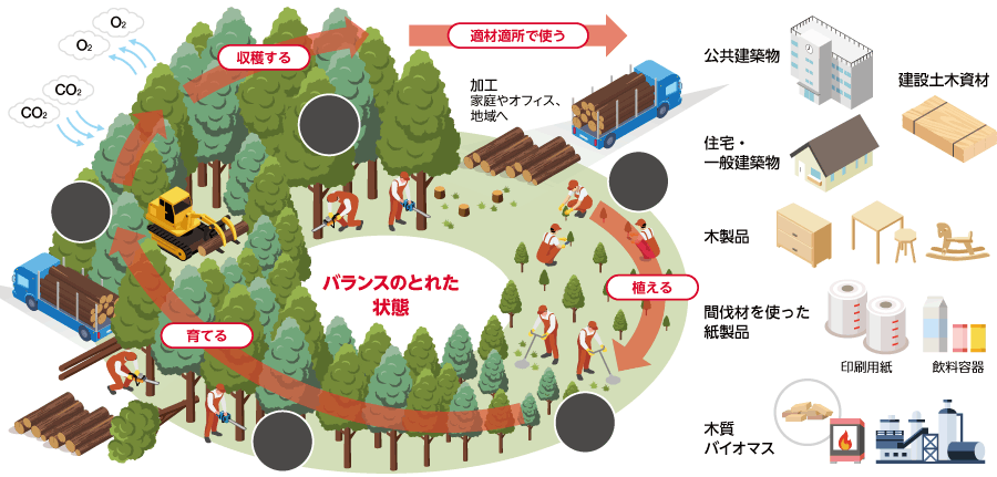 森林資源の循環利用イメージ（林野庁 令和3年度森林・林業白書の掲載図を基に当社で作成）図版